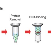 استخراج DNA باکتری