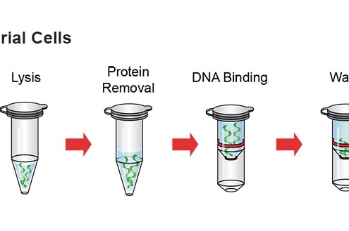 استخراج DNA باکتری