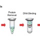 استخراج DNA باکتری