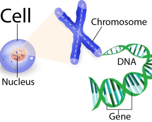 لغت نامه مهندسی ژنتیک برگرفته از کتاب کلون سازی ژن ها و آنالیز DNA