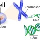 لغت نامه مهندسی ژنتیک برگرفته از کتاب کلون سازی ژن ها و آنالیز DNA