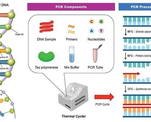 واکنش زنجیره ای پلیمراز یا PCR