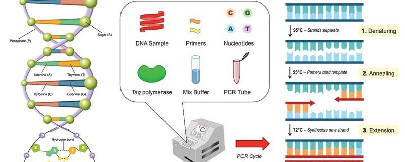 واکنش زنجیره ای پلیمراز یا PCR