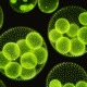 میکروجلبک ها