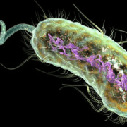 باکتری E.coli 
